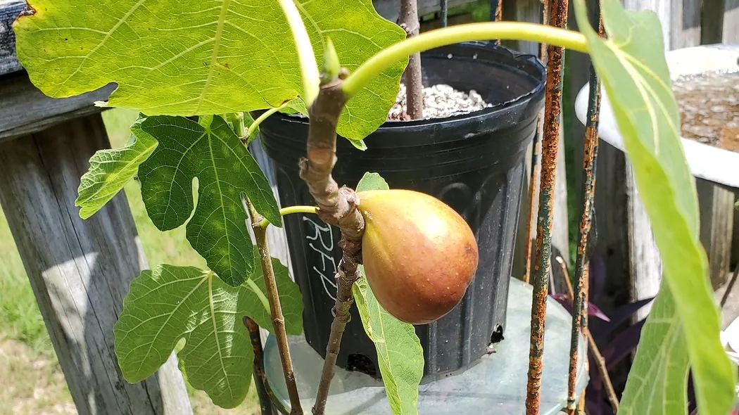 Established fig foliage in orchard light