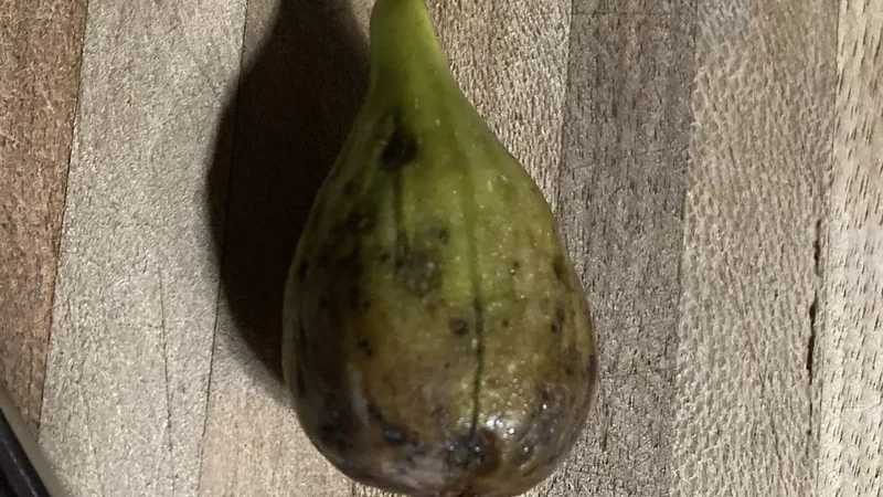 Dormant fig wood cuttings