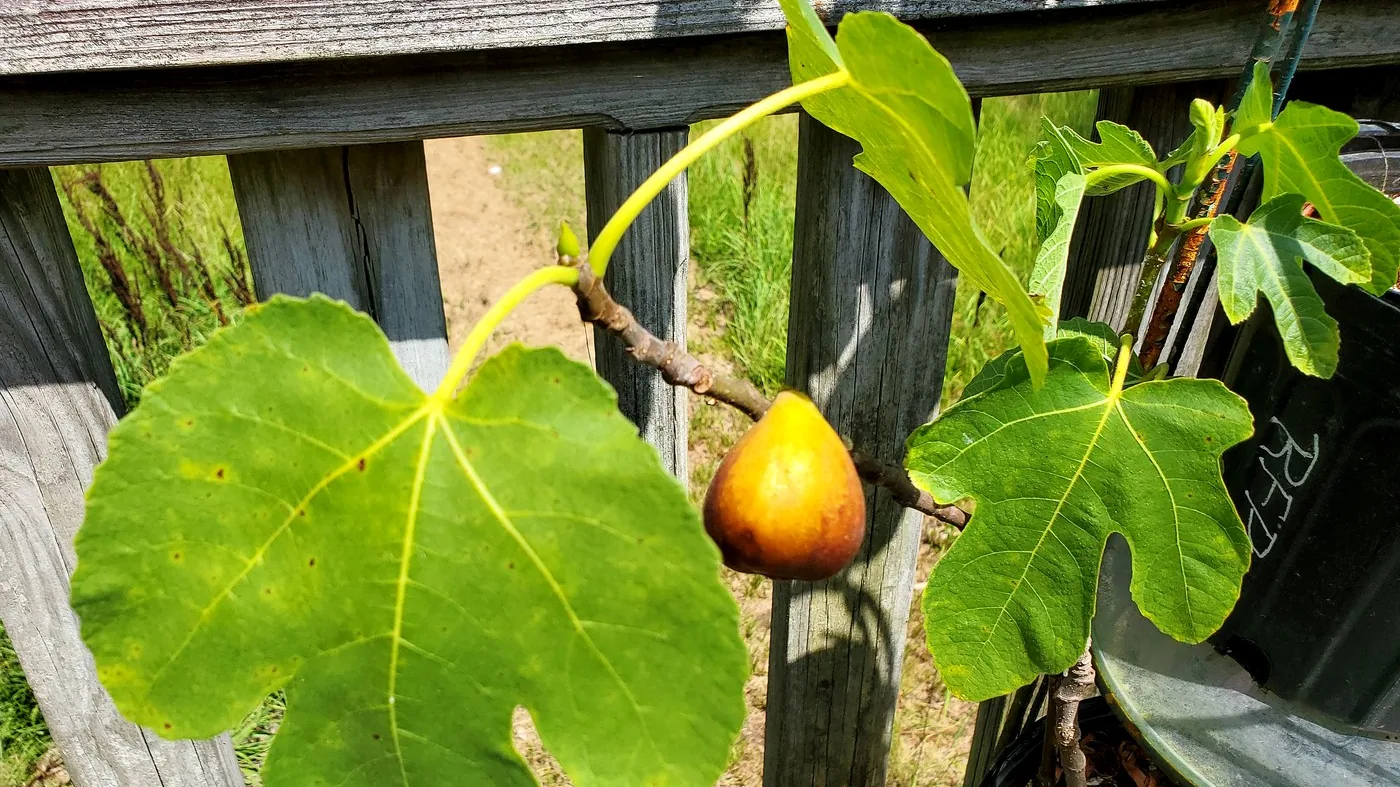 Young potted fig ripening against a wooden fence