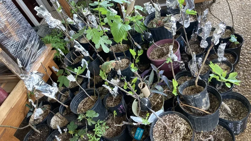 Rooted fig cuttings in trays