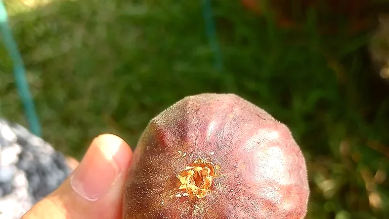 Fig fruit close-up