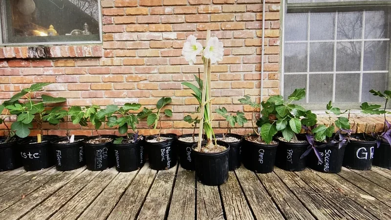 Variegated figs on a potted plant