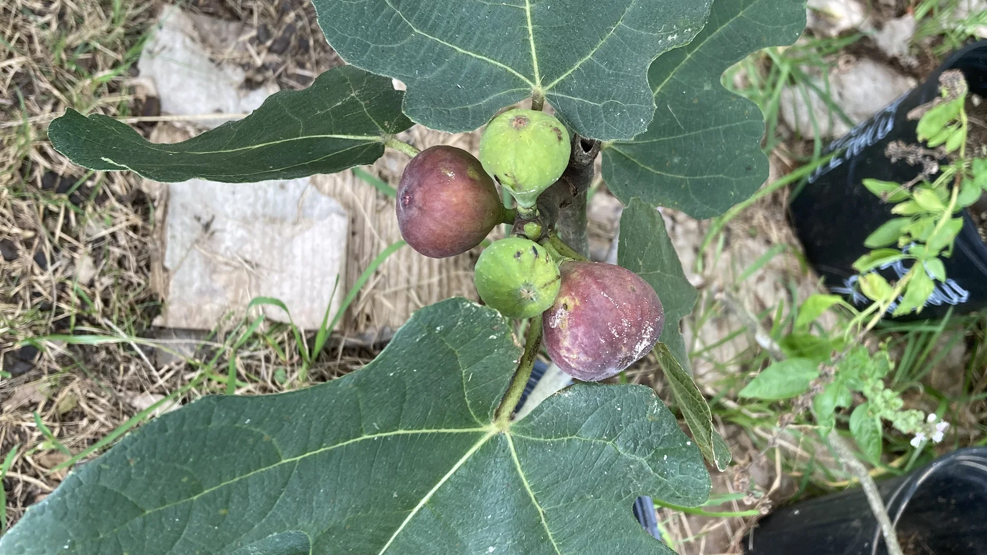 Ripe purple figs hanging on the branch in an orchard