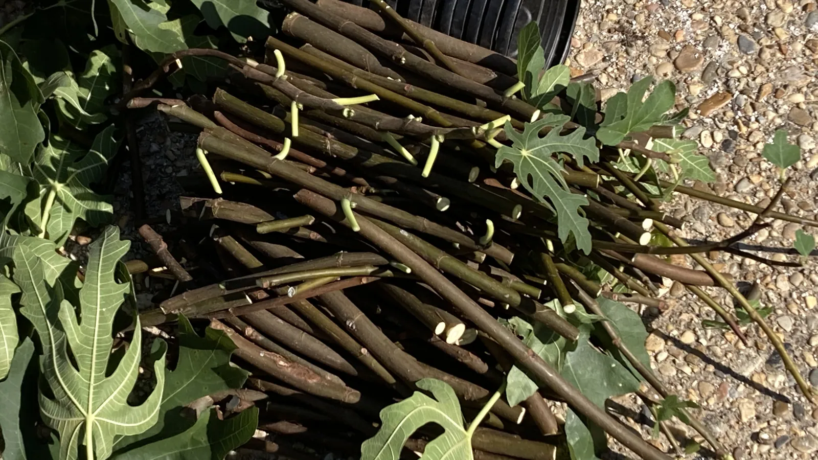 Bulk pile of fresh fig cuttings with green leaves on gravel