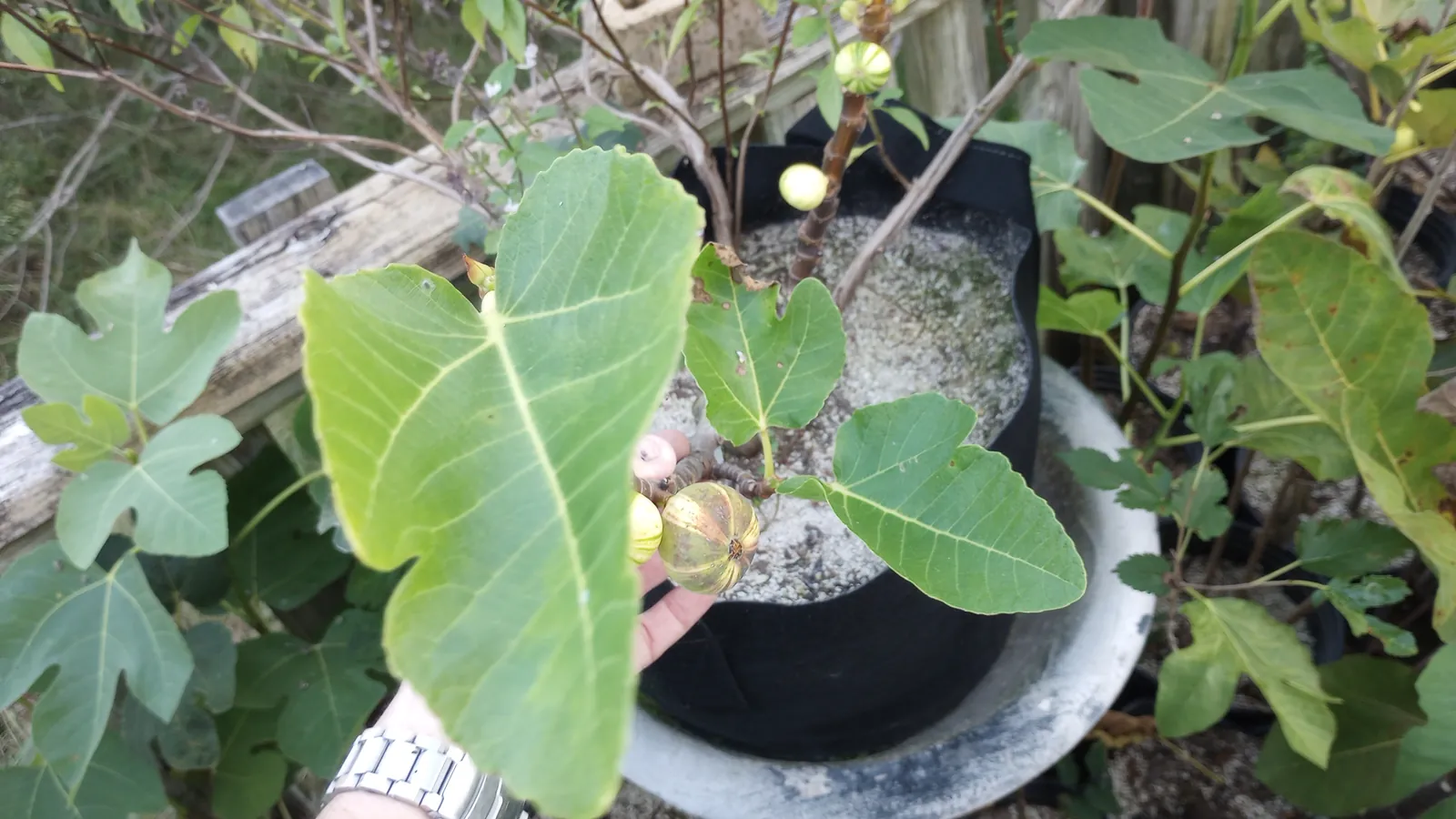 Young variegated fig in a fabric pot on a deck