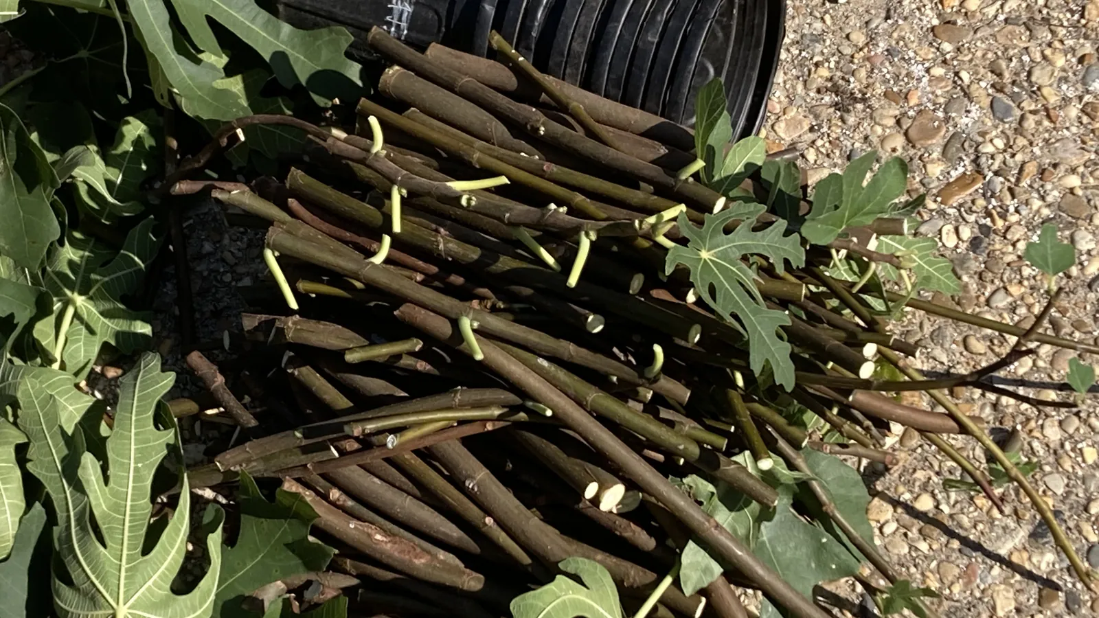 Fig cuttings ready for rooting — woody sticks with leaf stubs