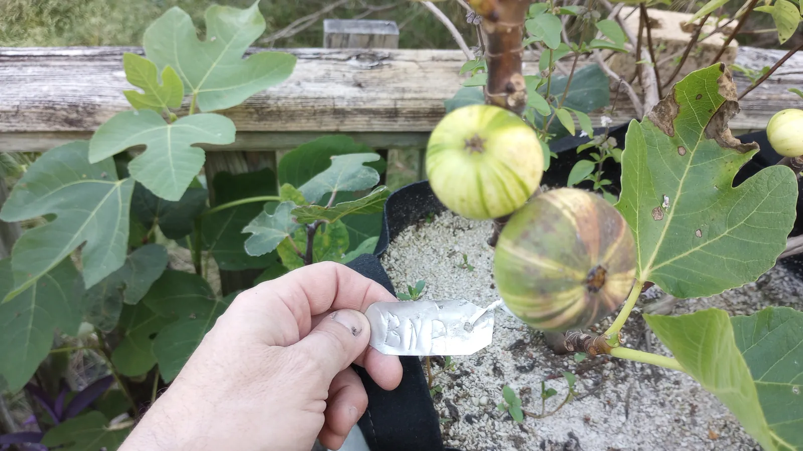 Variegated BNR figs with embossed metal variety tag